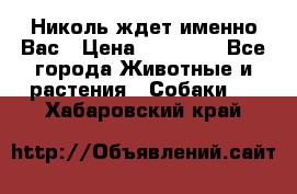 Николь ждет именно Вас › Цена ­ 25 000 - Все города Животные и растения » Собаки   . Хабаровский край